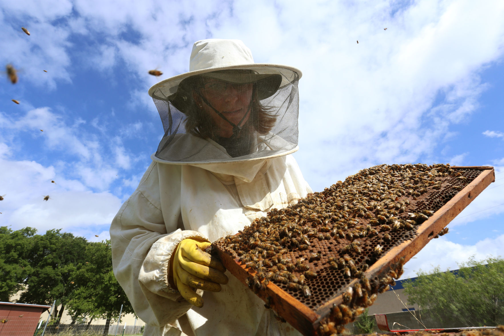 Bees abuzz at honey farm